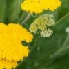 ACHILLEA 'Sunbeam' -Garden Plants achillea sunbeam 6140053