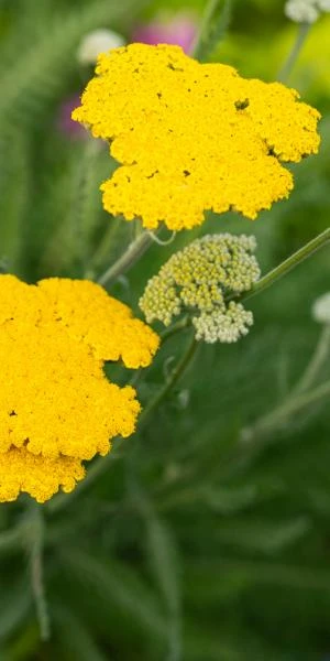 ACHILLEA 'Sunbeam' 3 ACHILLEA 'Sunbeam'