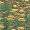 ACHILLEA 'Terracotta' -Garden Plants achillea terracotta 1 2