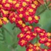 ACHILLEA 'Walther Funcke' -Garden Plants achillea walther funcke 6260805