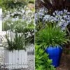 Agapanthus Duo -Garden Plants aga duo1