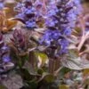 AJUGA Reptans 'Braunherz' 2 AJUGA Reptans 'Braunherz' -Garden Plants ajuga reptans braunherz 4131442
