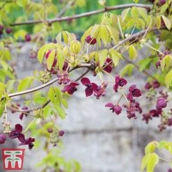 Akebia Quinata 8 Akebia Quinata -Garden Plants ake