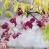Akebia Quinata -Garden Plants ake2