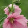 ALCEA Ficifolia Rosea -Garden Plants alcea ficifolia rosea 6120019