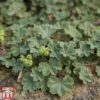 Alchemilla Erythropoda -Garden Plants alch ery