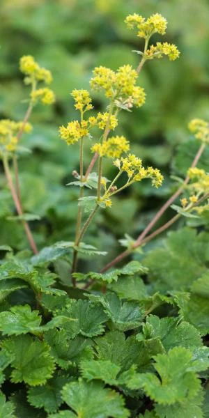ALCHEMILLA Erythropoda 3 ALCHEMILLA Erythropoda