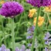 ALLIUM Hollandicum 'Purple Sensation' -Garden Plants allium hollandicum purple sensation 5180019