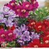 Alstroemeria 'Tree Everest Mix' -Garden Plants alstro2