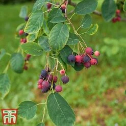 Amelanchier Canadensis -Garden Plants amel cana