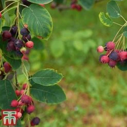 Amelanchier Canadensis -Garden Plants amel canb
