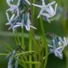 AMSONIA 'Ernst Pagels' -Garden Plants amsonia ernst pagels 5060545