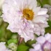 ANEMONE 'Frilly Knickers' 1 ANEMONE 'Frilly Knickers' -Garden Plants anemone frilly knickers s 2