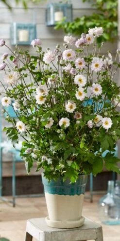 ANEMONE 'Frilly Knickers' -Garden Plants anemone frilly knickers s 3