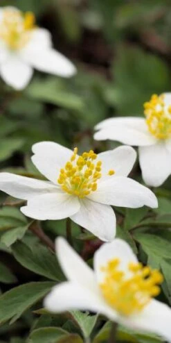 ANEMONE Nemorosa -Garden Plants anemone nemorosa 1