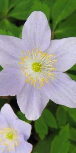 ANEMONE Nemorosa 'Robinsoniana' 5 ANEMONE Nemorosa 'Robinsoniana' -Garden Plants anemone nemorosa robinsoniana