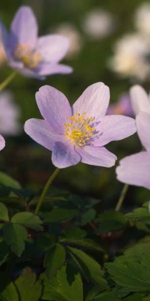 ANEMONE Nemorosa 'Robinsoniana' 3 ANEMONE Nemorosa 'Robinsoniana'