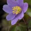 ANEMONE Nemorosa 'Royal Blue' -Garden Plants anemone nemorosa royal blue 3250292