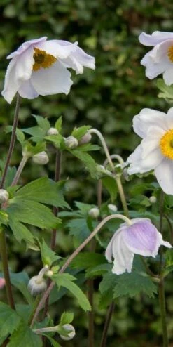 ANEMONE 'Ruffled Swan' PBR 7 ANEMONE 'Ruffled Swan' PBR -Garden Plants anemone ruffled swan