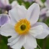 ANEMONE 'Ruffled Swan' PBR