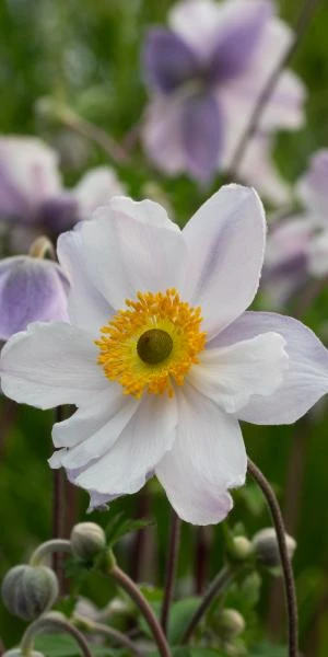 ANEMONE 'Ruffled Swan' PBR 3 ANEMONE 'Ruffled Swan' PBR