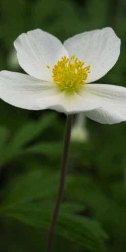 ANEMONE Sylvestris -Garden Plants anemone sylvestris 3140506 2