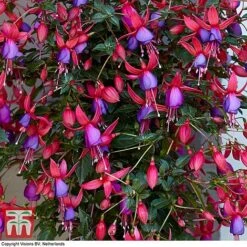 Fuchsia 'Angela' (Hardy) (Standard) -Garden Plants angela2