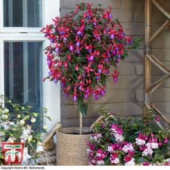 Fuchsia 'Angela' (Hardy) (Standard)