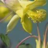 AQUILEGIA Chrysantha 'Yellow Queen' -Garden Plants aqueleiga chrysantha yellow queen 051390