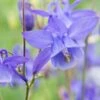 AQUILEGIA 'Hensol Harebell' -Garden Plants aquilegia hensol harebell 2