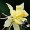 AQUILEGIA Longissima -Garden Plants aquilegia longissima 6161122