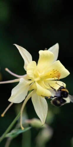 AQUILEGIA Longissima