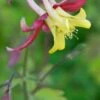 AQUILEGIA 'McKana Group' -Garden Plants aquilegia mckana group 4232111