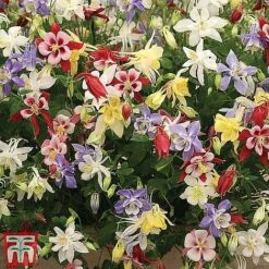 Perennial Saver Collection -Garden Plants aquilegia mckana2