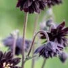 AQUILEGIA Vulgaris Var. Stellata 'Black Barlow' (Barlow Series) -Garden Plants aquilegia vulgaris var 12