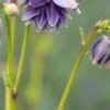 AQUILEGIA Vulgaris Var. Stellata 'Christa Barlow' (Barlow Series) -Garden Plants aquilegia vulgaris var 9