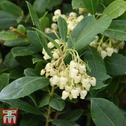 Arbutus Unedo -Garden Plants arbu1