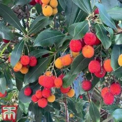 Arbutus Unedo -Garden Plants arbui