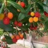 Arbutus Unedo -Garden Plants arbuit