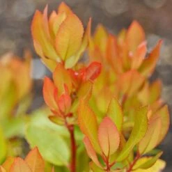 Arbutus Unedo -Garden Plants arbutus unedo