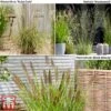 Architectural Grasses Collection -Garden Plants archi gro
