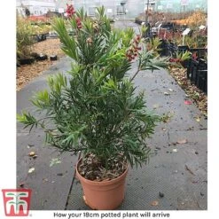 Callistemon 'Masotti Mini Red' 11 Callistemon 'Masotti Mini Red' -Garden Plants arrival call