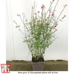 Salvia 'Hot Lips' -Garden Plants arrival sal