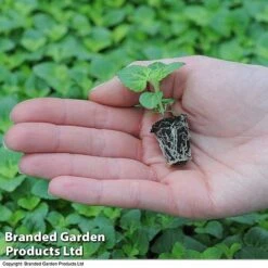 Summer Plant & Seed Bundle -Garden Plants arrival210