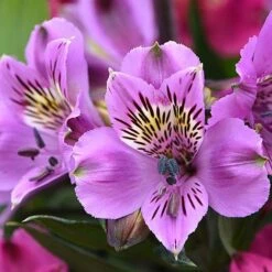 Alstroemeria 'Tree Everest Mix' -Garden Plants ast3