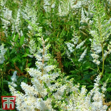Astilbe X Arendsii 'Weisse Gloria' 4 Astilbe X Arendsii 'Weisse Gloria' - Image 2