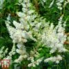 Astilbe X Arendsii 'Weisse Gloria' -Garden Plants asti2