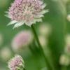ASTRANTIA 'Buckland' 1 ASTRANTIA 'Buckland' -Garden Plants astrantia buckland 6030756 2