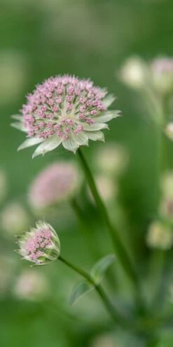 ASTRANTIA 'Buckland'