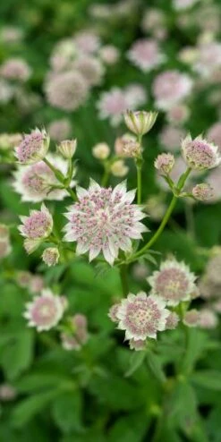 ASTRANTIA 'Buckland' -Garden Plants astrantia buckland 6301070